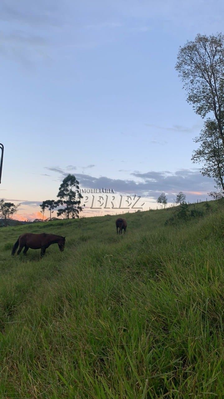 Imóvel Rural à Venda Fazenda em Ortigueira/PR Localização: Bairro Boa Vista - KM 314 da Rodovia do Café (BR-376) - Foto 2