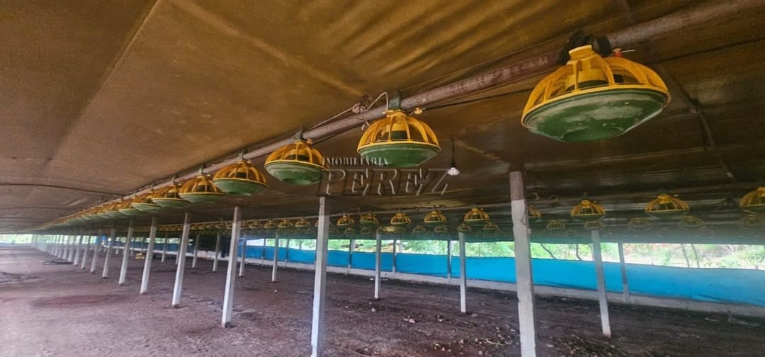 Sítio à Venda na Região Sul de Londrina - 6,5 Hectares com Aviário, Casa Sede e Estrutura Completa - Foto 10