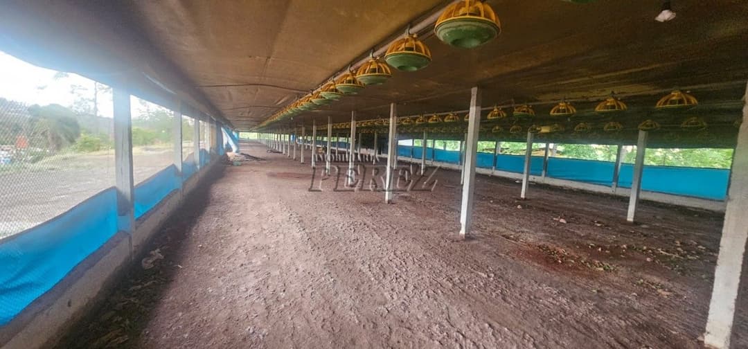 Sítio à Venda na Região Sul de Londrina - 6,5 Hectares com Aviário, Casa Sede e Estrutura Completa - Foto 11