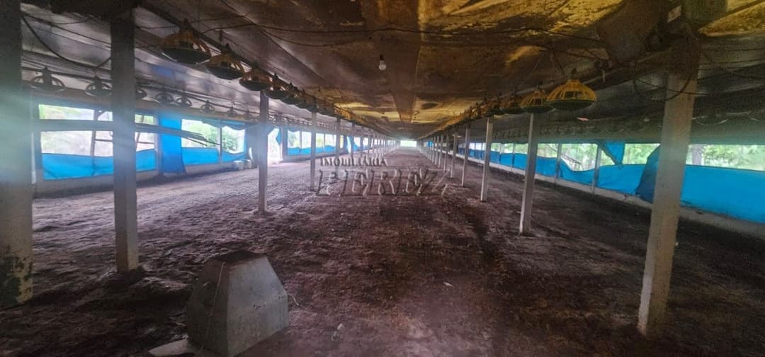 Sítio à Venda na Região Sul de Londrina - 6,5 Hectares com Aviário, Casa Sede e Estrutura Completa - Foto 9