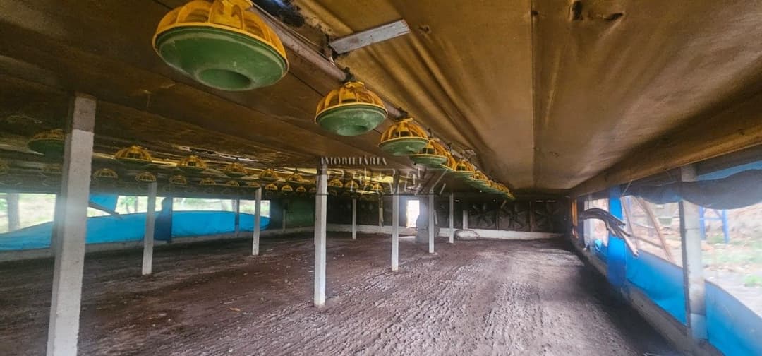 Sítio à Venda na Região Sul de Londrina - 6,5 Hectares com Aviário, Casa Sede e Estrutura Completa - Foto 12