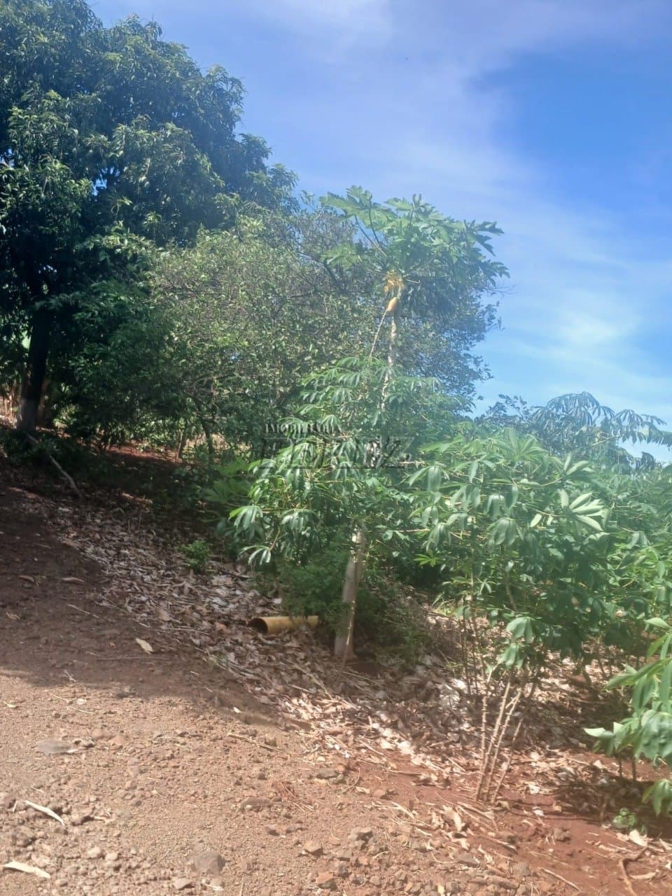 Chácara à venda em Primeiro de Maio - Água do Limoeiro - Foto 13