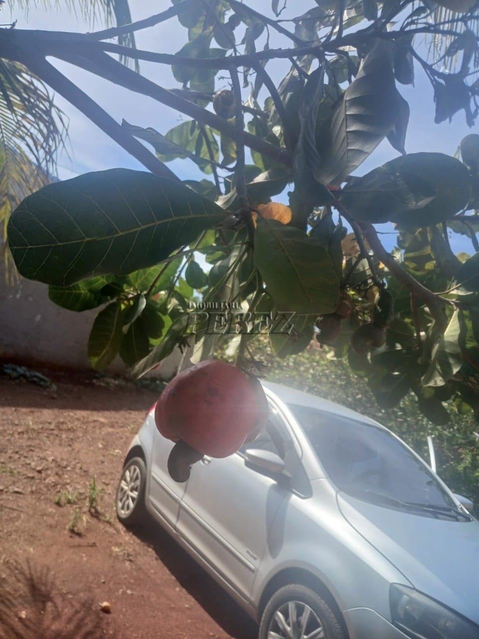 Chácara à venda em Primeiro de Maio - Água do Limoeiro - Foto 14