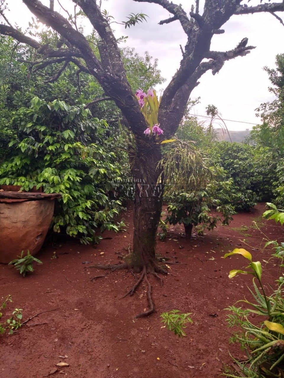 Chácara à venda em Guairacá - Foto 3
