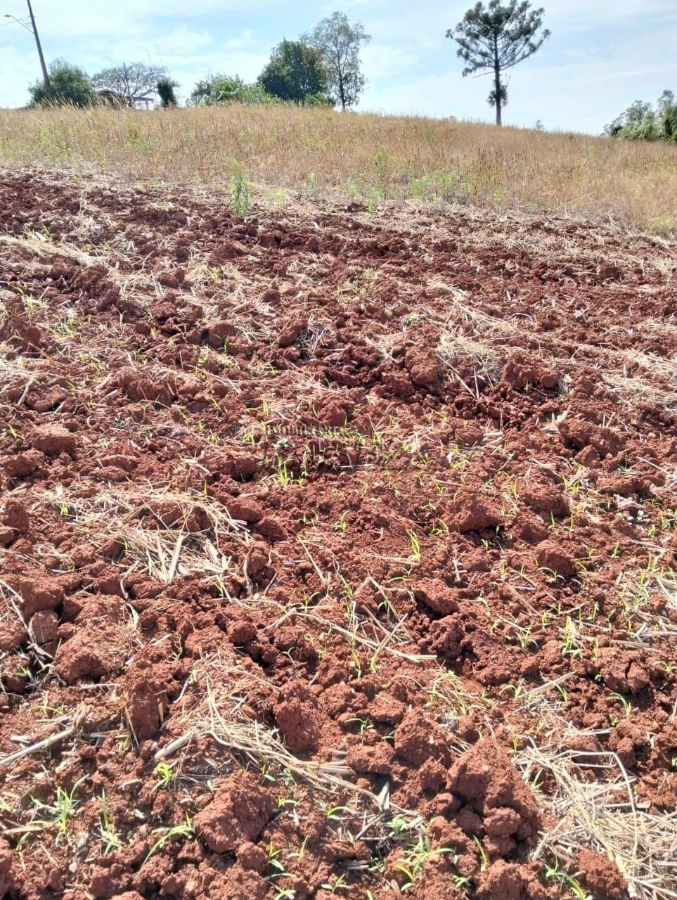 Chácara à venda em Guairacá - Foto 1