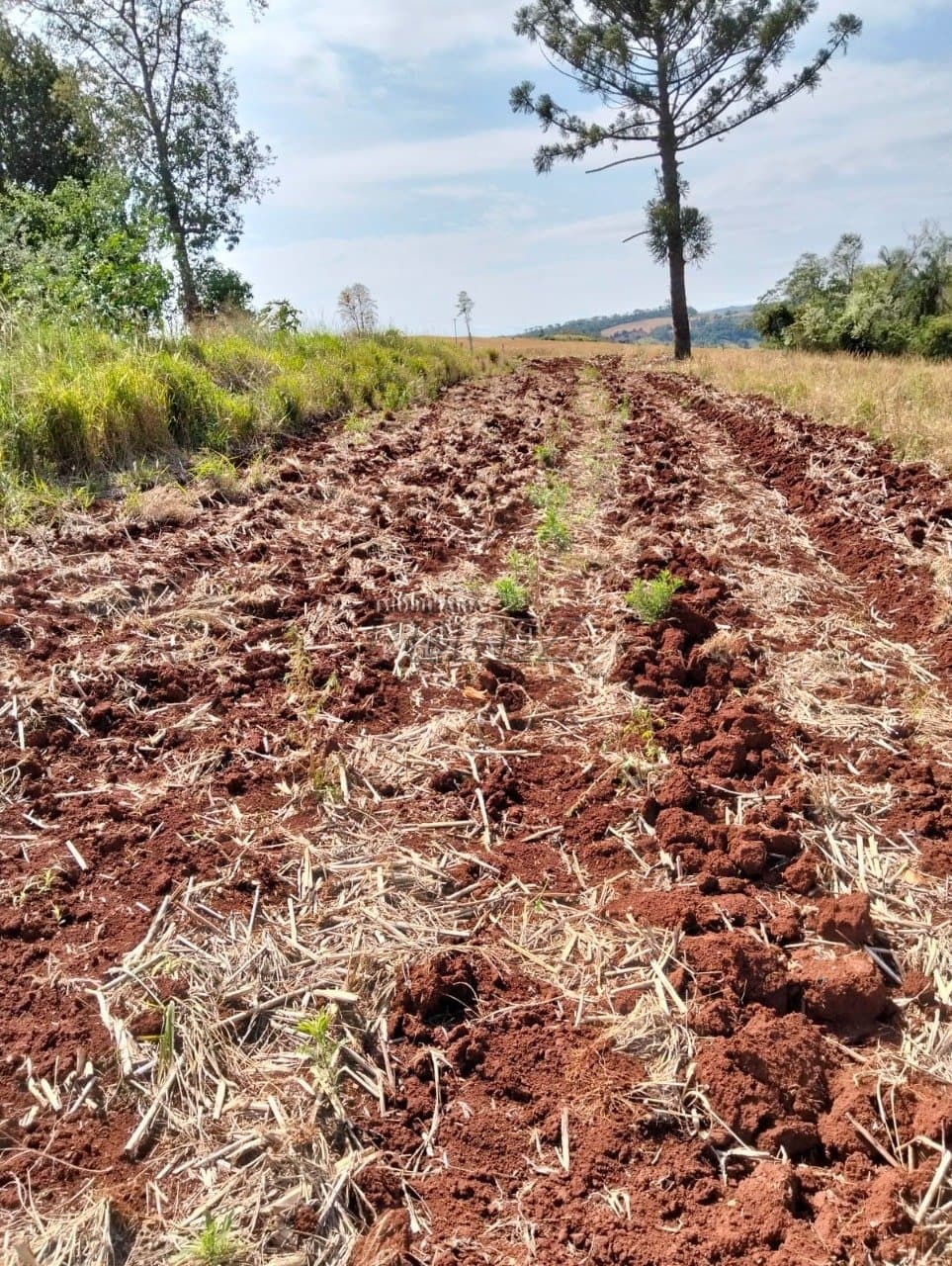 Chácara à venda em Guairacá - Foto 2