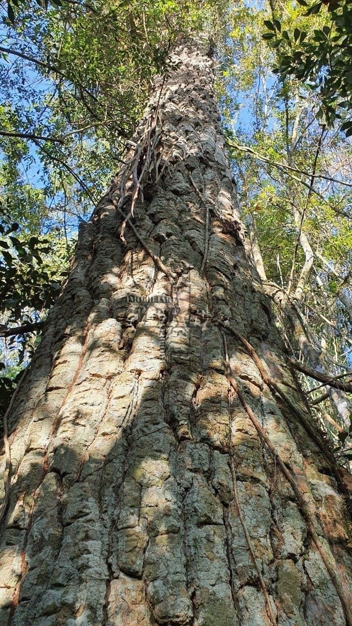 Venda de Sítio Exclusivo às Margens do Rio Tibagi - Recanto da Onça, Assaí/PR Apresentamos o Recanto da Onça Parda, um verdadeiro tesouro natur - Foto 17