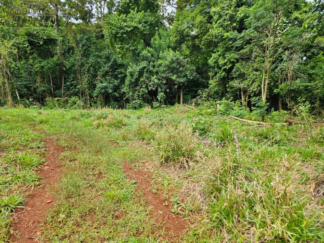 Venda de Sítio Exclusivo às Margens do Rio Tibagi - Recanto da Onça, Assaí/PR Apresentamos o Recanto da Onça Parda, um verdadeiro tesouro natur - Foto 5