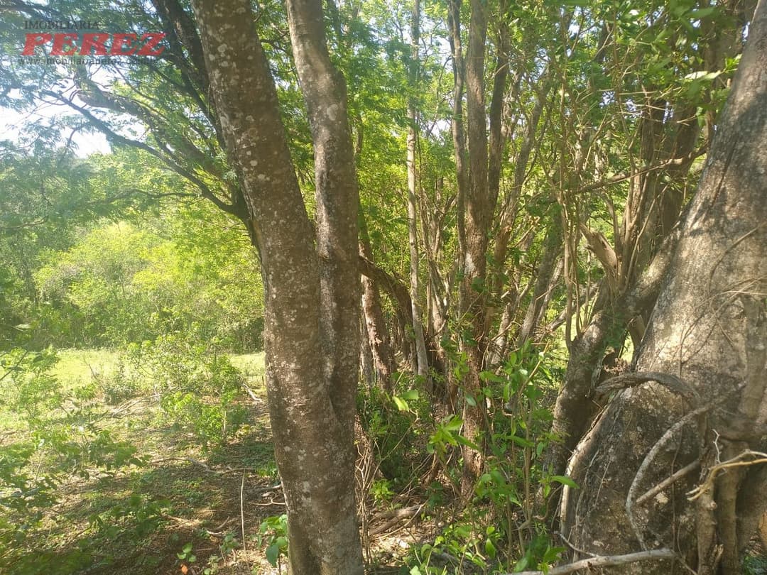 Sítio à Venda em Nova América da Colina - Foto 4