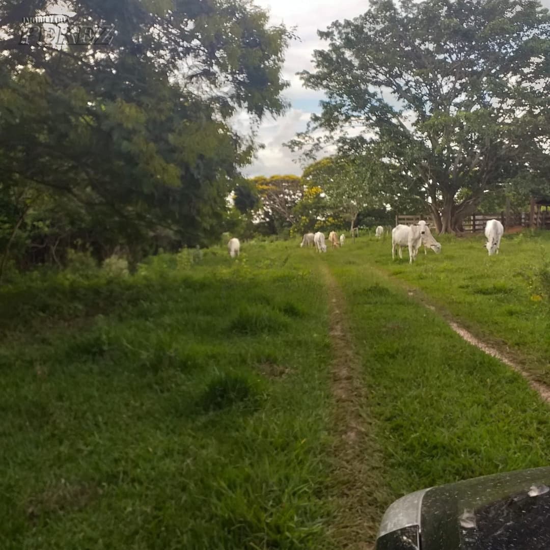 A Imobiliária Perez oferece à você essa ótima oportunidade de fazenda para venda em Londrina: - Foto 8