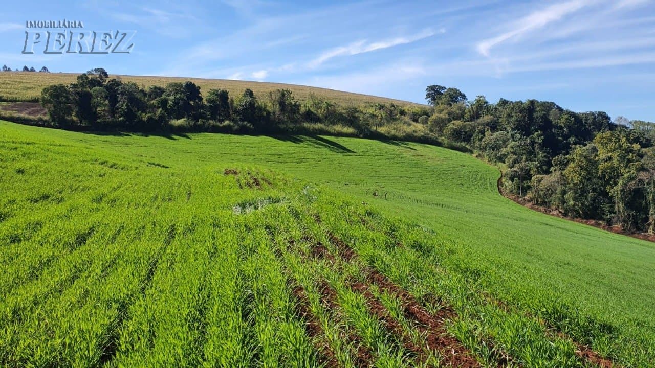 Venda de Sítio Produtivo com Recursos Naturais - Região de Londrina/PR - Foto 0