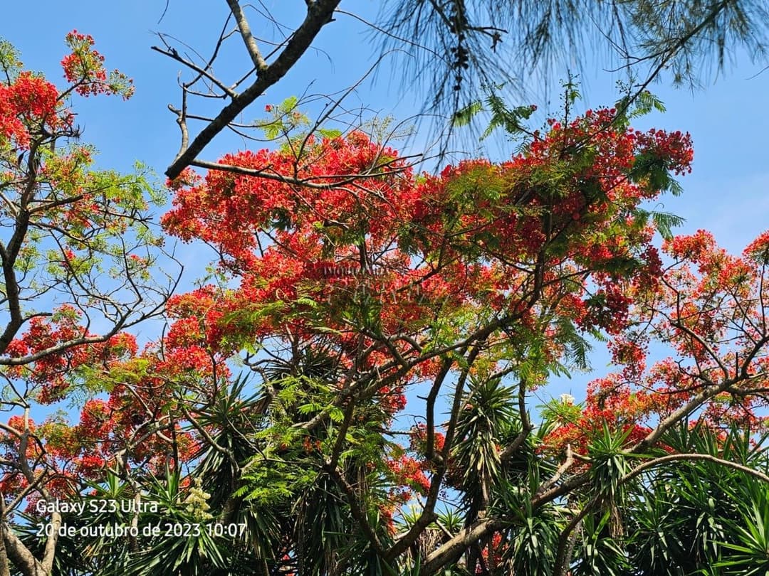 A Imobiliária Perez oferece a você uma ótima oportunidade de imóvel rural para venda em Londrina. - Foto 20