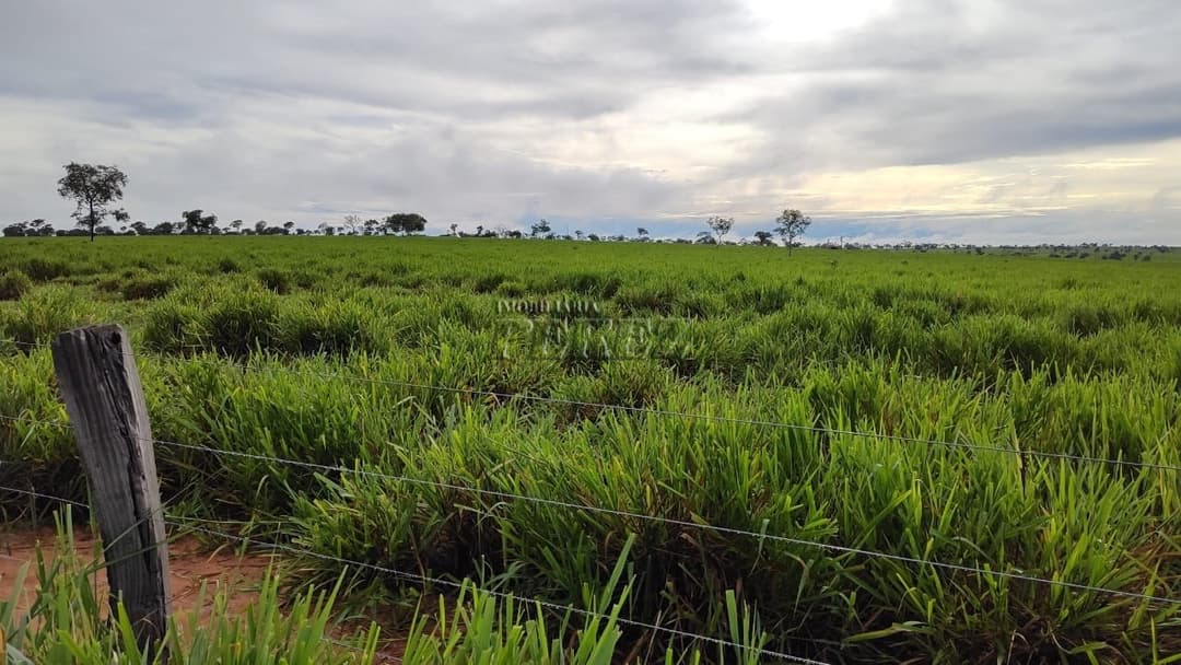 Fazenda à Venda - Coxim, MS - Foto 11